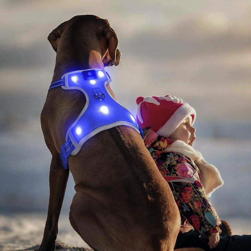LED Dog Harness